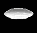 Long Oval Dish W/ Scallop
